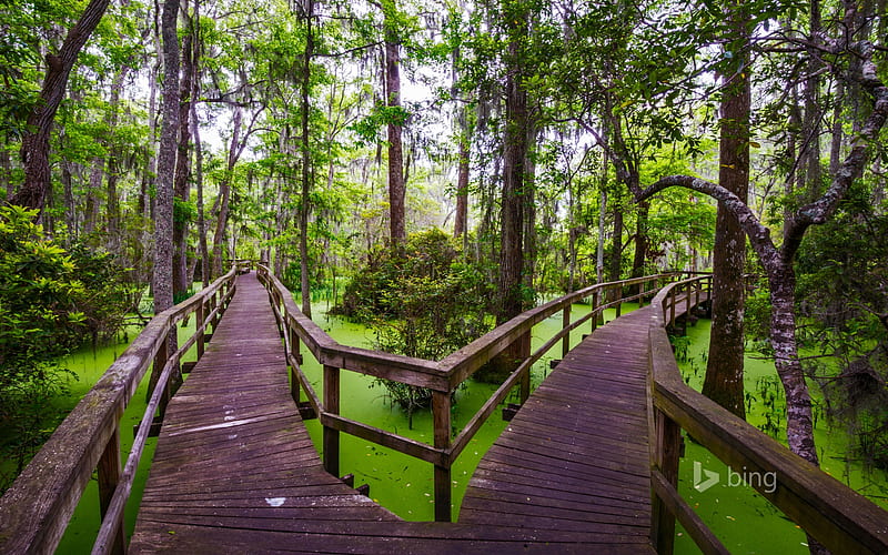 Wooden walkway in the Whooping Crane Pond Conservancy on Hilton Head Island South Carolina, Wooden, Walkway, the, in, HD wallpaper