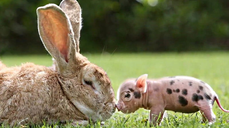rabbit and piglet, meet, giant, dwarf, pink, HD wallpaper