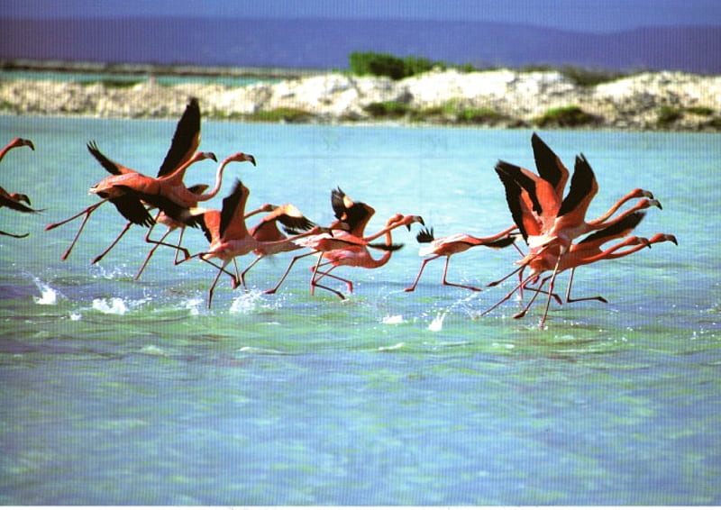 Flamingos, large birds, pink feathers, big beaks, flying, HD wallpaper