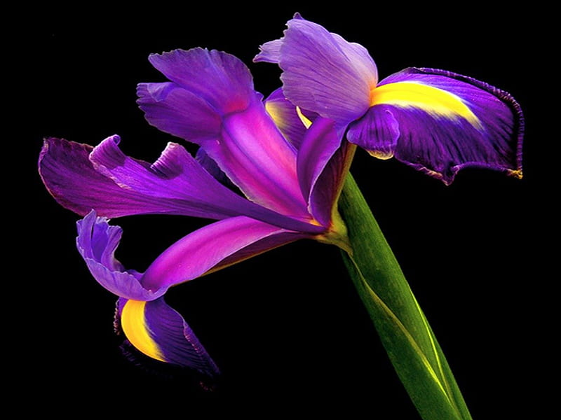 Iris, purple, flower, black, yellow, HD wallpaper