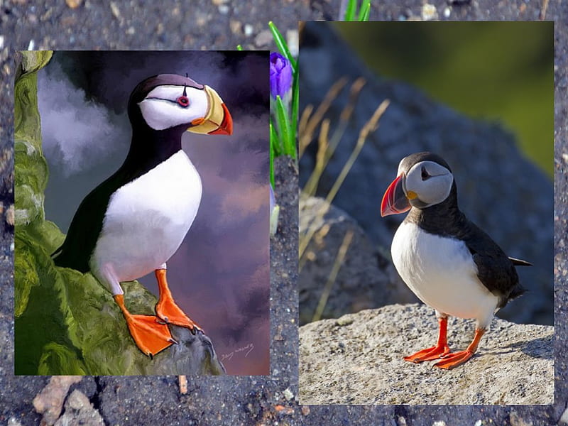 Puffins , colored beak, habitats, rock, grass, ocean, birds, ecosystems, collage, puffins, seabirds, animals, HD wallpaper