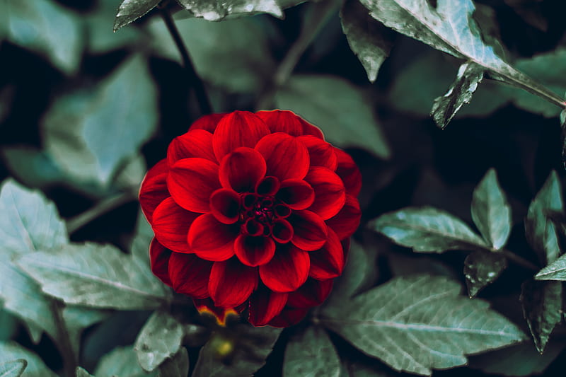 red flower in tilt shift lens, HD wallpaper