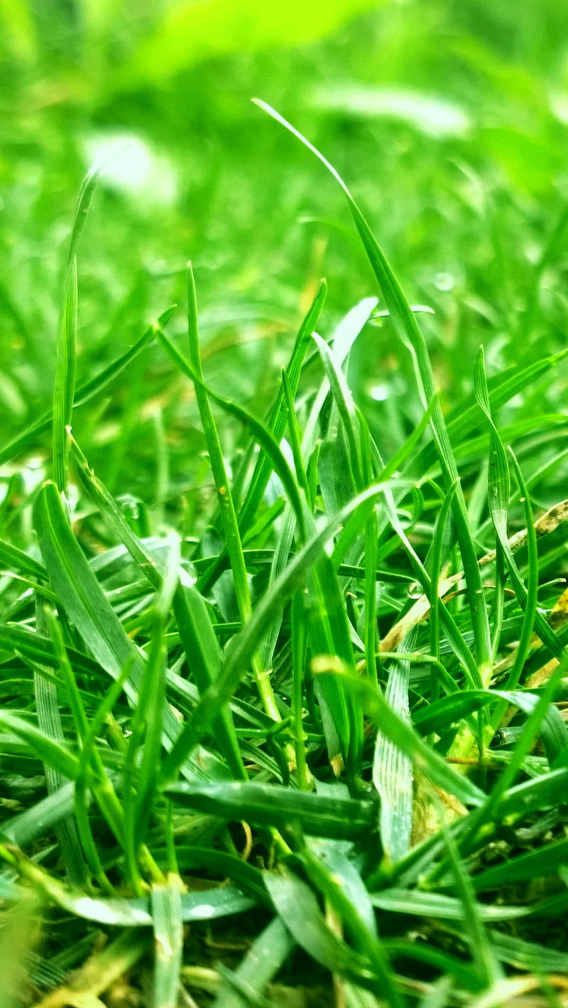 greeni, bonito, grass, green, herbe, nature, turf, HD phone wallpaper