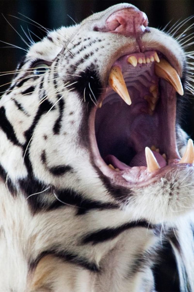 tiger, roar, tiger, white, HD phone wallpaper