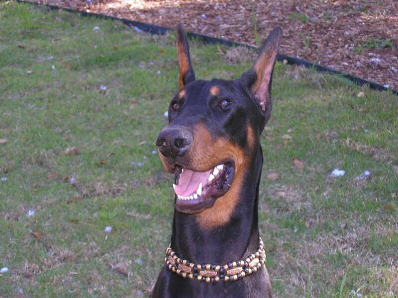 Doberman!!, pointed ears, doberman, HD wallpaper | Peakpx