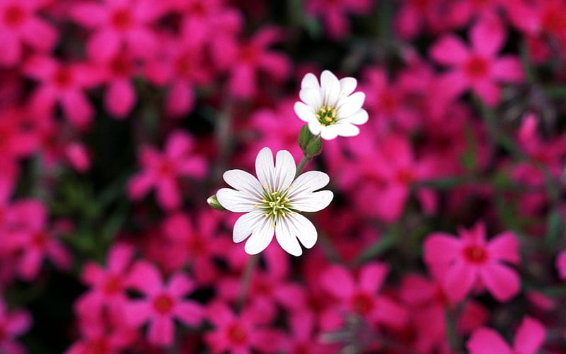 White flowers, pretty, gardening, flowers, white, pink, HD wallpaper