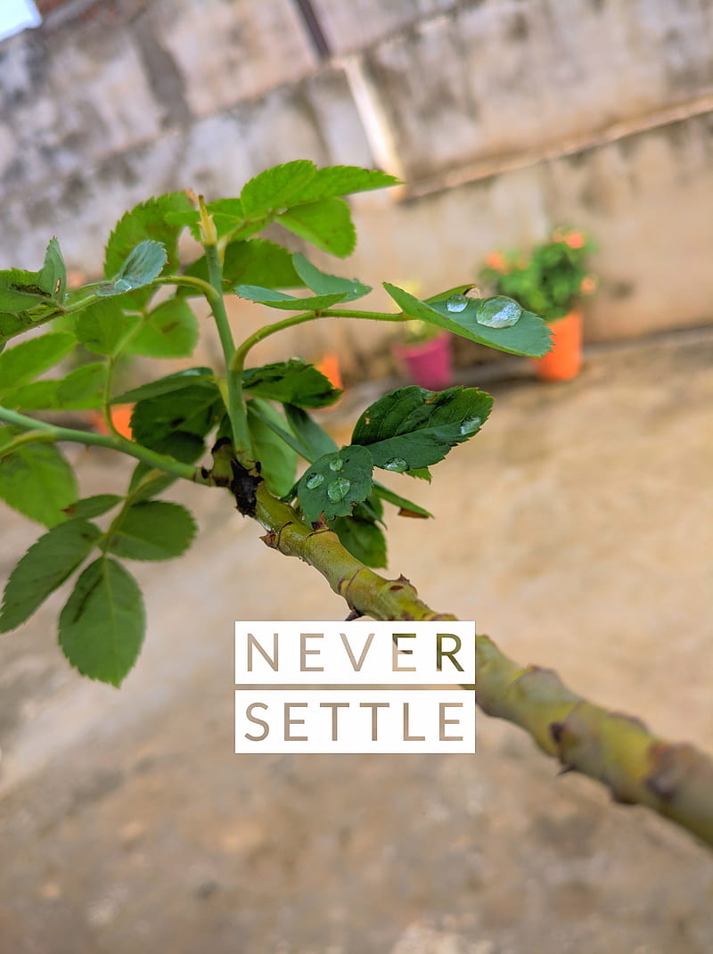 OnePlus Never Settle, beauty, leafs, love, natural, roof, rose, tree, wife, HD phone wallpaper