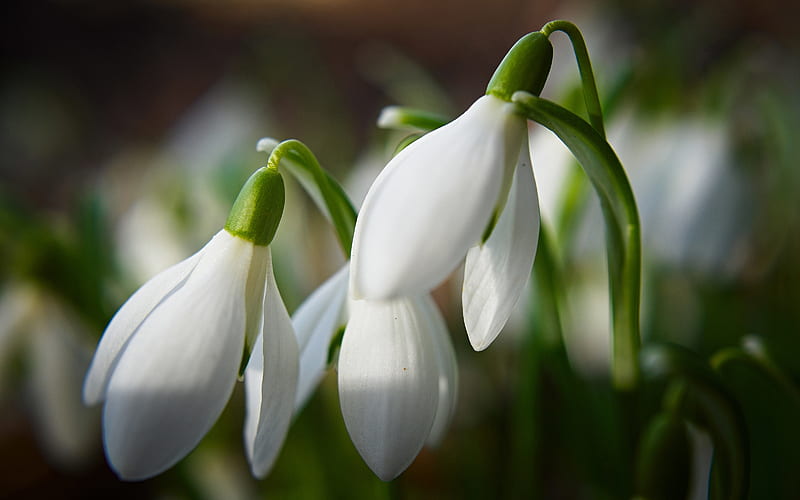 Chi tiết với hơn 99 hình nền snowdrop tuyệt vời nhất  Tin học Đông Hòa