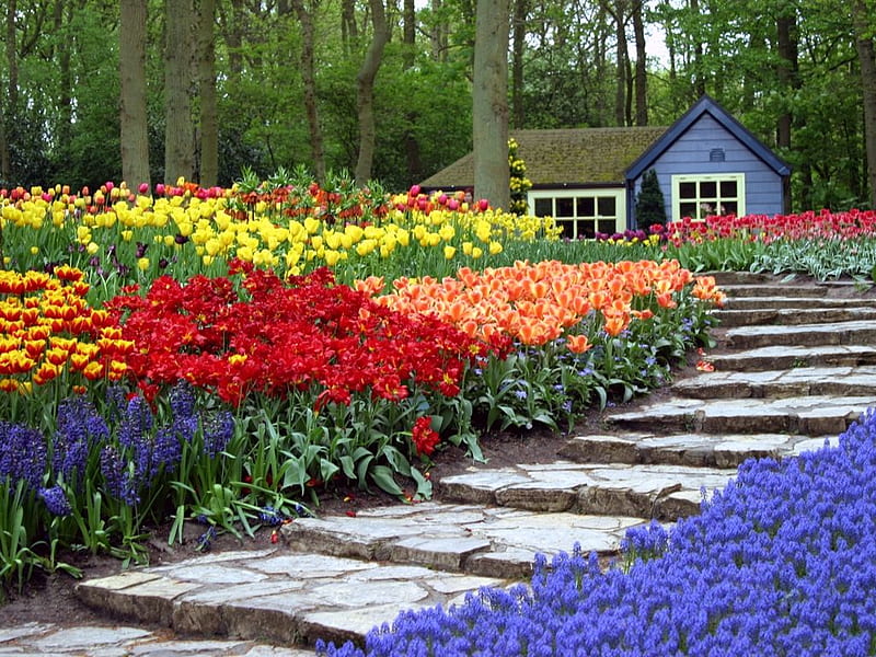 Vibrant Garden, red, hyacinth, house, orange, yellow, trees, purple, pathway, stone, flowers, path, tulips, colour, garden beds, blooms, paving, HD wallpaper