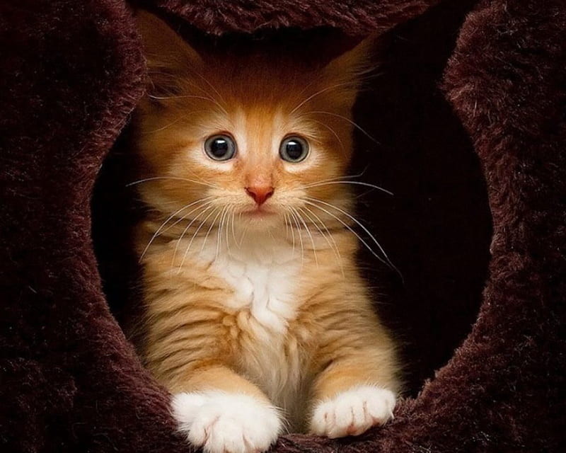 Cute Kitten, cute, hole, brown, face, eyes, kitten, HD wallpaper