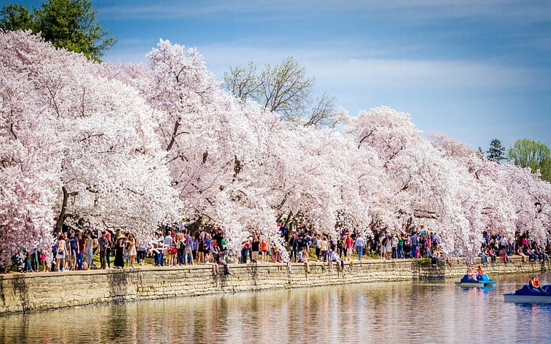 Hero Tidal Basin Boats Cherry Blossoms, Water, Cherry, Trees, Flowers, Boats, HD wallpaper