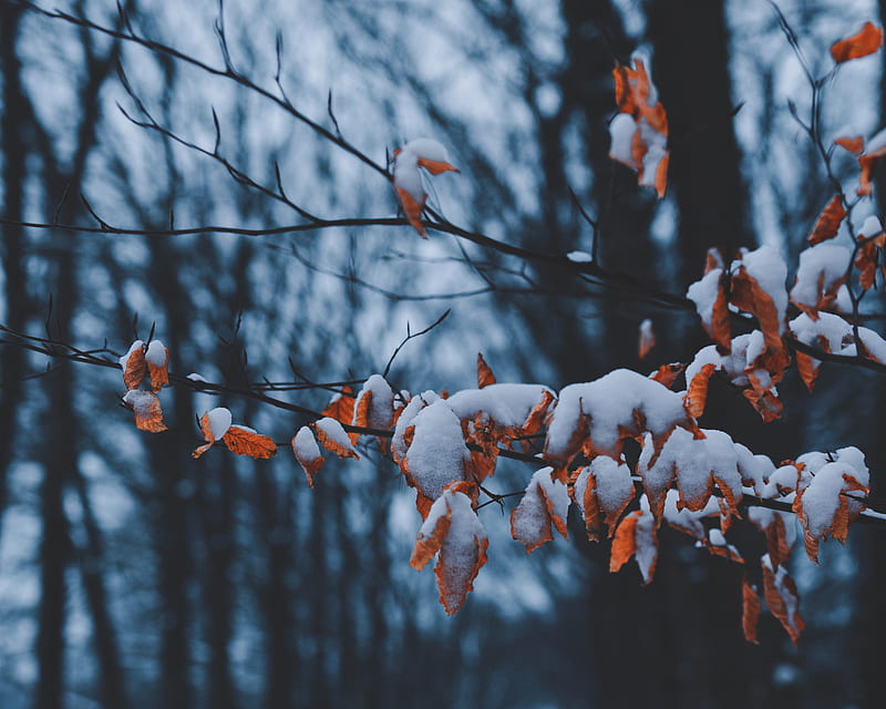 branches, leaves, snow, winter, HD wallpaper