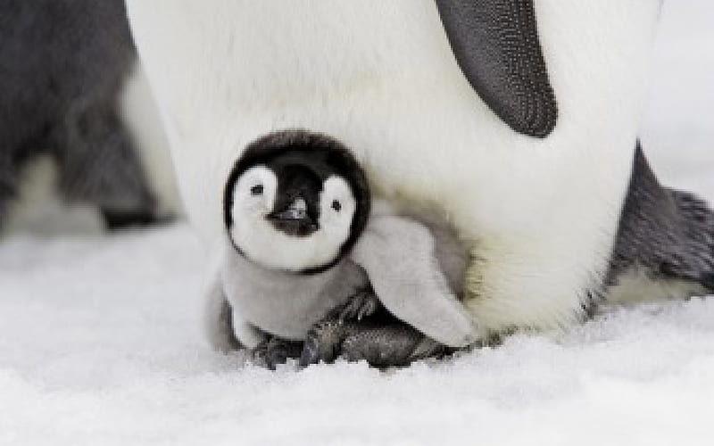 Cute baby, cute, fuzzy, warm, penguin, baby, HD wallpaper