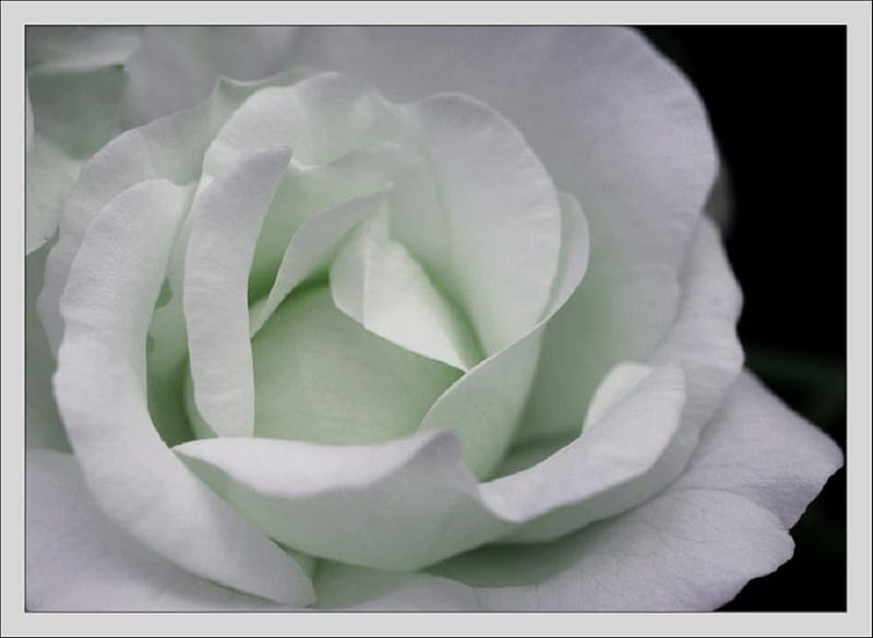 Soft petals, lovely, rose, soft, bud, nice, delecte, plants, blossoms ...