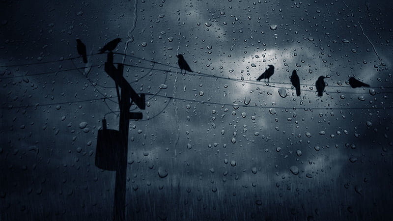 Pigeons on the electric cable, birds, nature, rain, sky, HD wallpaper
