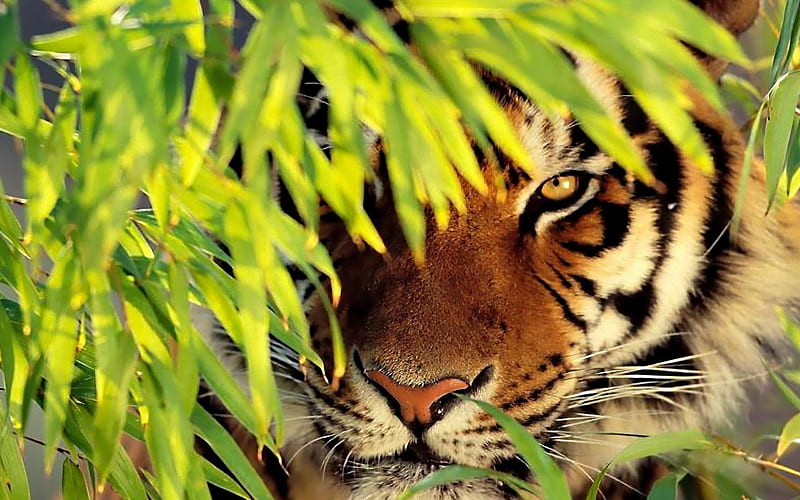 Tiger See-animal, HD wallpaper