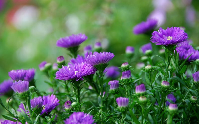 *** Purple Asters ***, flowers, color, nature, purple, HD wallpaper