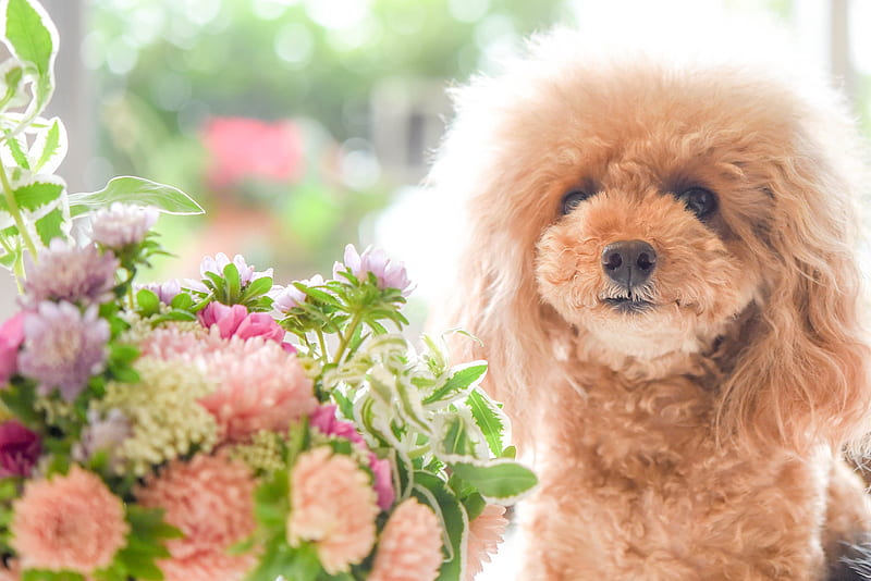 Dogs, Poodle, Bouquet, Dog, Flower, Pet, HD wallpaper