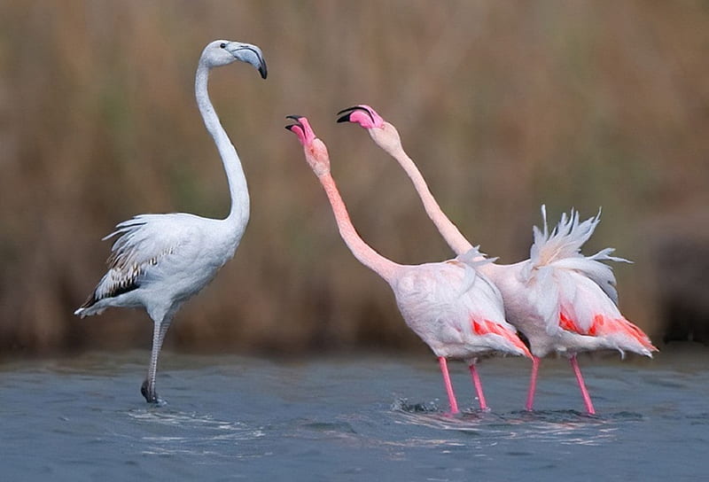Flamingo Family, leak, birds, flamingo, three, pink, HD wallpaper