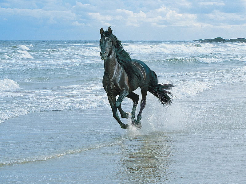Black Andalusian Horse Running on the Beach, kierra, black andalusian, ocean, running in the ocean, andalusian, horses, HD wallpaper