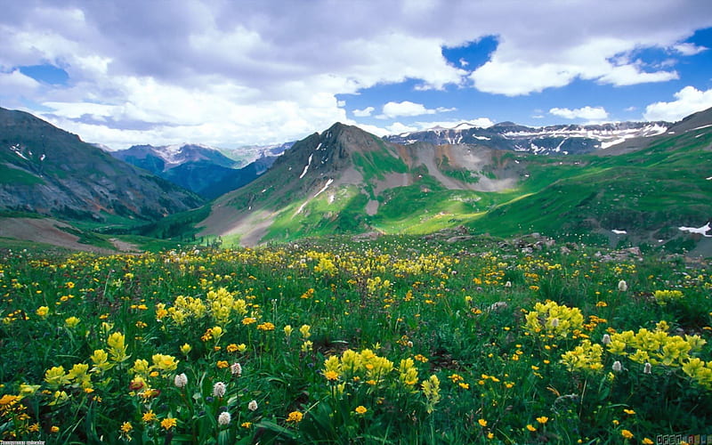 Yankee Boy Basin, Ouray, Colorado, mountain, daylight, flowers, day, nature, clouds, sky, field, HD wallpaper