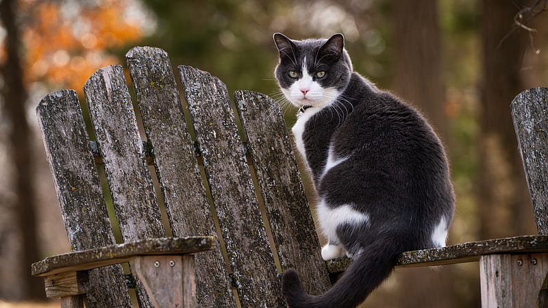 A Black And White Cat Is Sitting On Old Wooden Chair Animals, HD wallpaper
