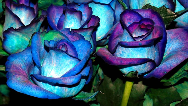 Rosas azules y moradas, flores, rosas, morado, azul, Fondo de pantalla HD |  Peakpx