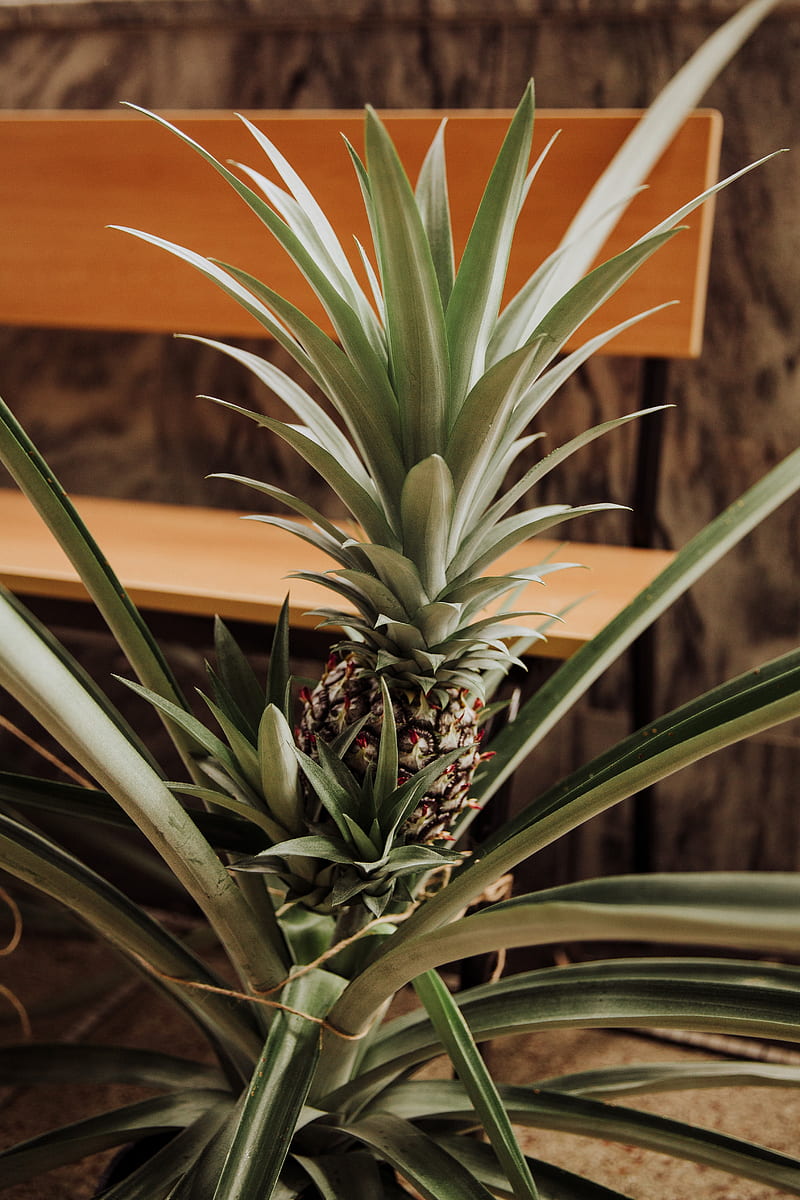 pineapple, fruit, leaves, palm, HD phone wallpaper