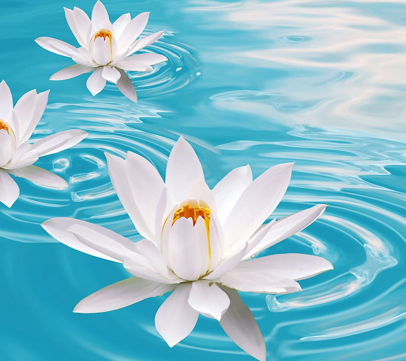 Lilies, blue, flowers, nature, water, white, HD wallpaper