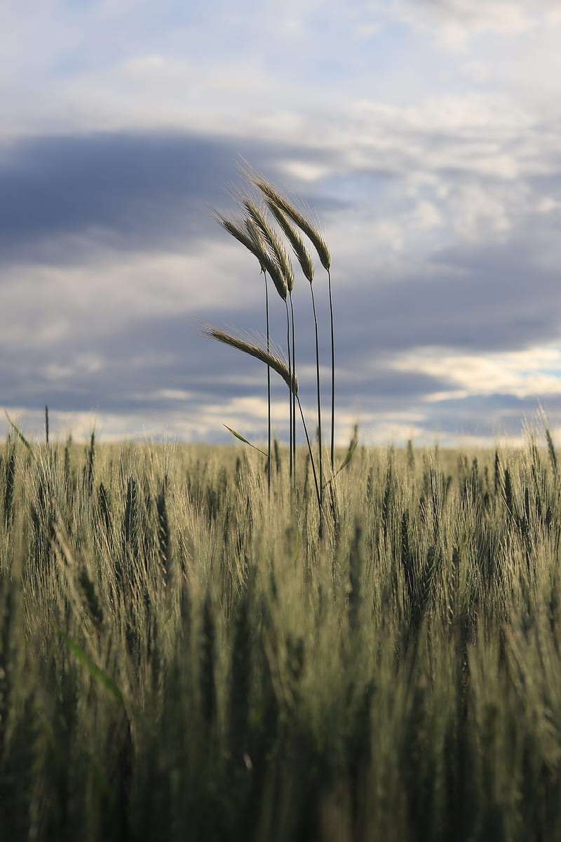 ears, field, grass, horizon, HD phone wallpaper