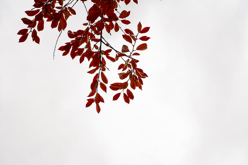 Red leafed tree under white sky, HD wallpaper | Peakpx