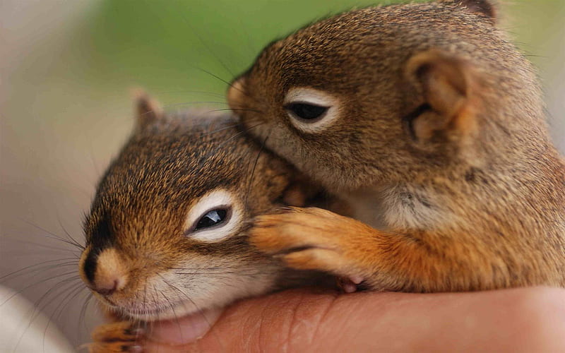 small squirrels, arms, cute animals, squirrels, HD wallpaper