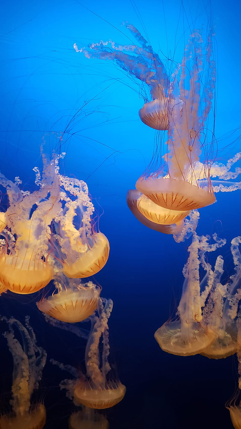 Jelly fish, jellyfish, HD phone wallpaper