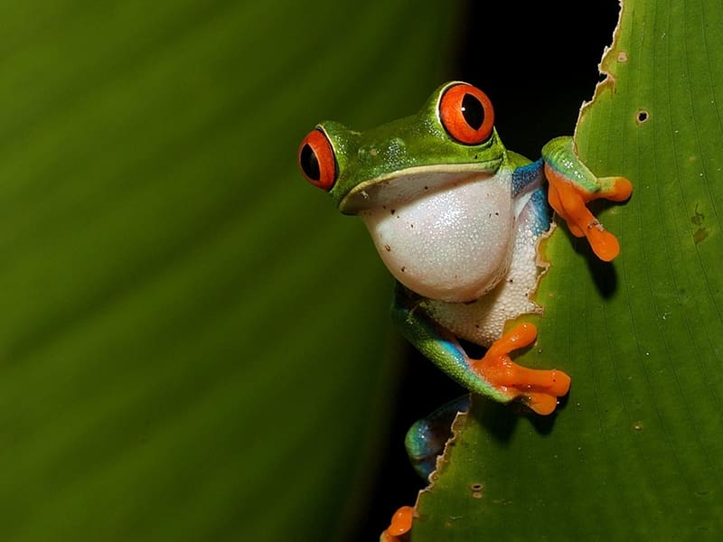 Frogs, Animal, Red Eyed Tree Frog, HD wallpaper