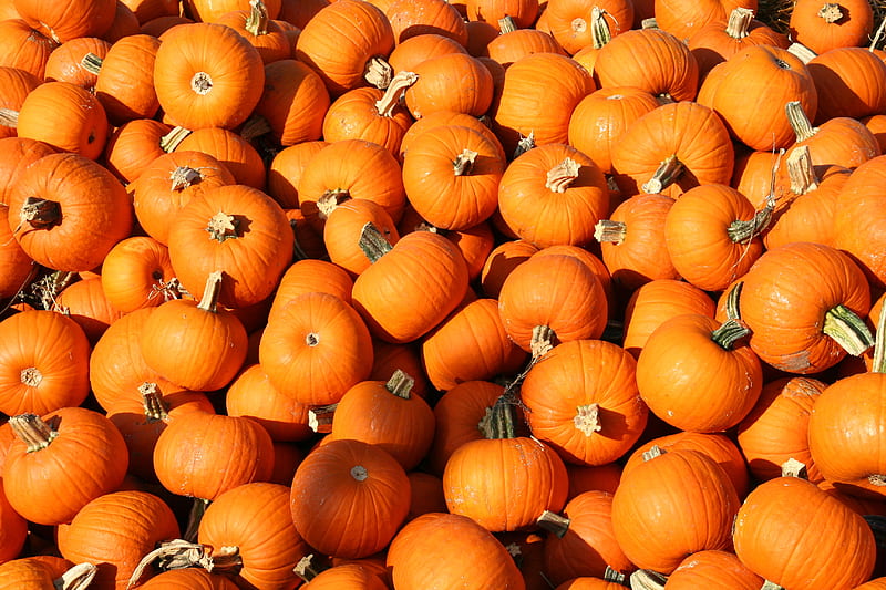 pumpkins anyone?, autumn, orange, patch, pumpkins, HD wallpaper