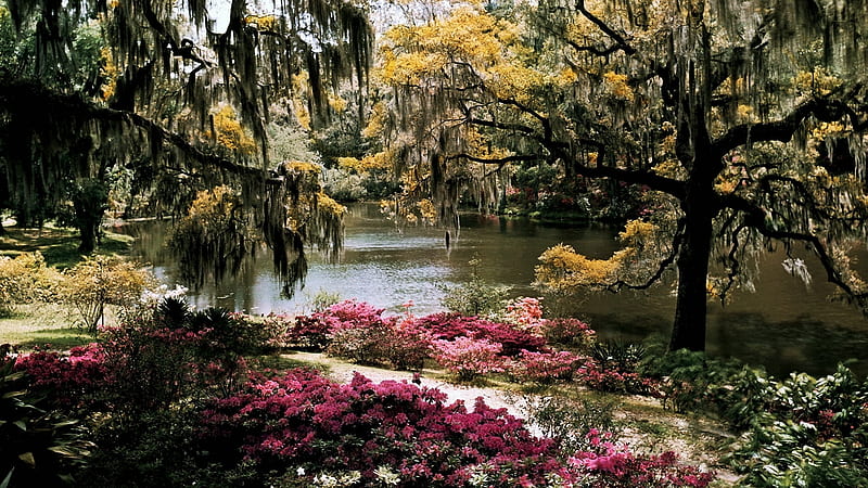 Middleton Gardens South Carolina, nursery, botanical, flowers, garden, nature, trees, lake, HD wallpaper
