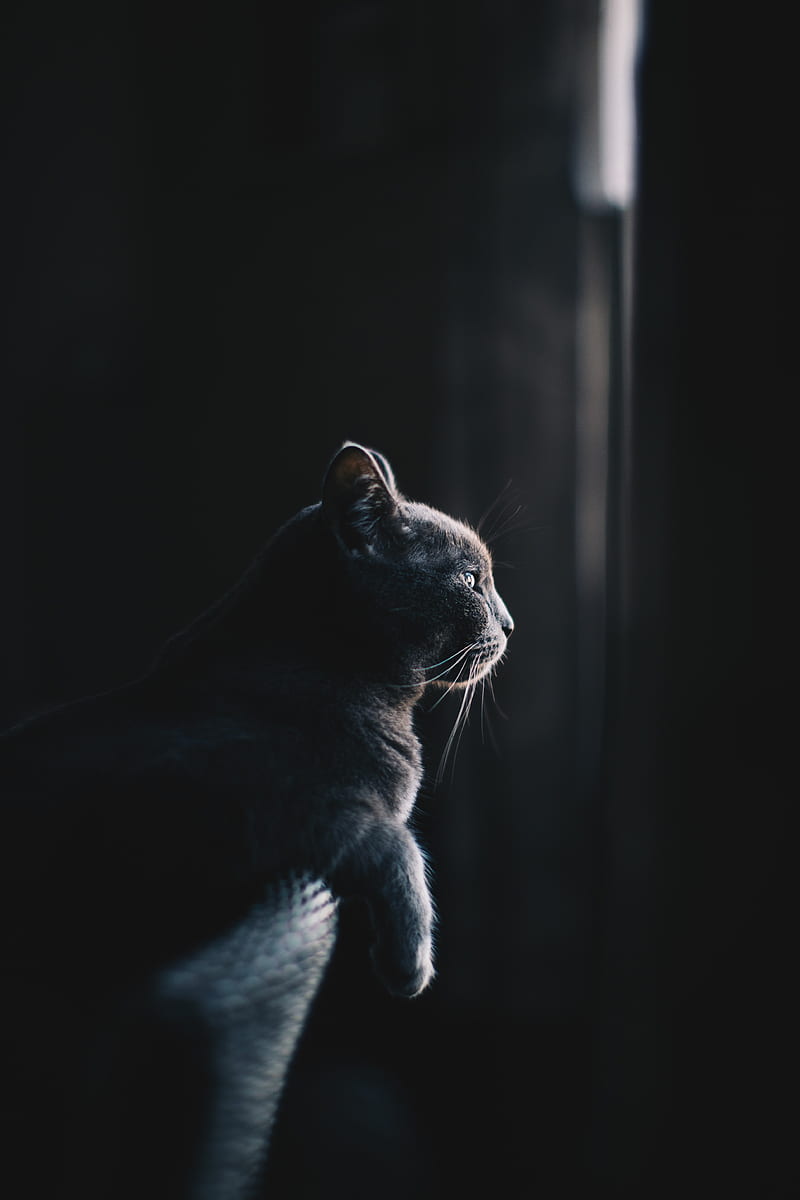 cat, profile, dark, HD phone wallpaper