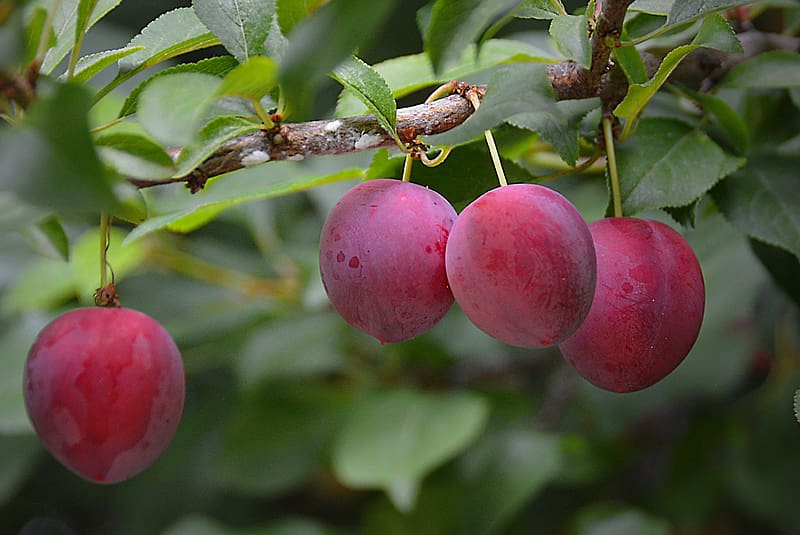 Nature, Food, Plum, Leaf, Branch, Fruit, HD wallpaper | Peakpx