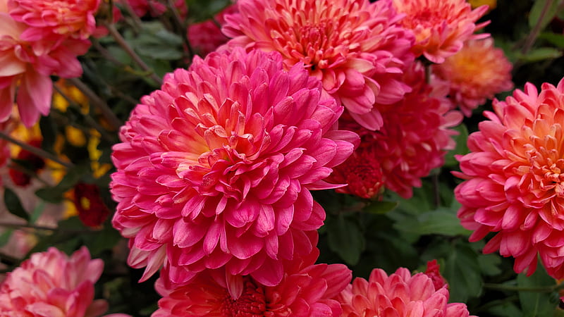 pink dahlia in bloom during daytime, HD wallpaper