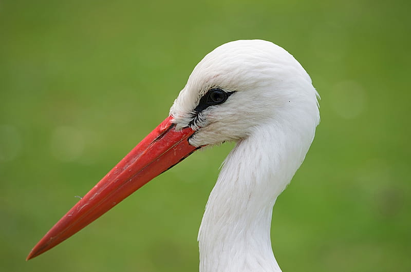 Stork, red, bird, green, pasari, barza, white, HD wallpaper