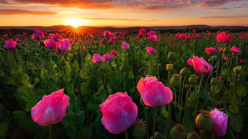 Thuringia Poppy Field,Germany, field, poppies, blossom, germany, nature, sunrise, pink, HD wallpaper