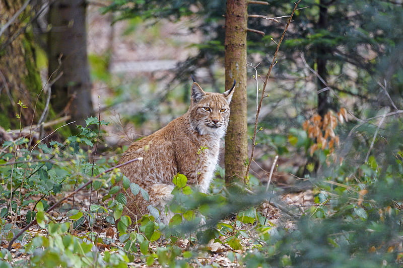 Lynx, predator, animal, forest, trees, wildlife, HD wallpaper | Peakpx