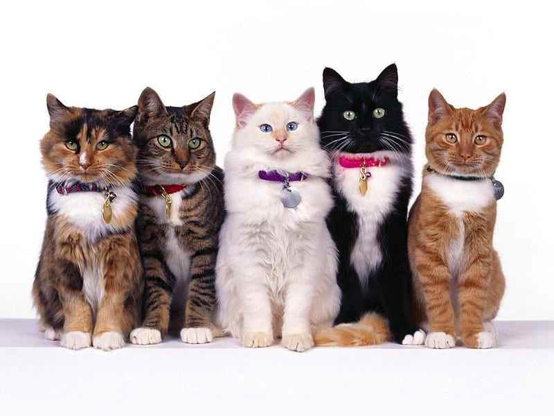 lady.cats, bonito, cat, nice sweet, HD wallpaper