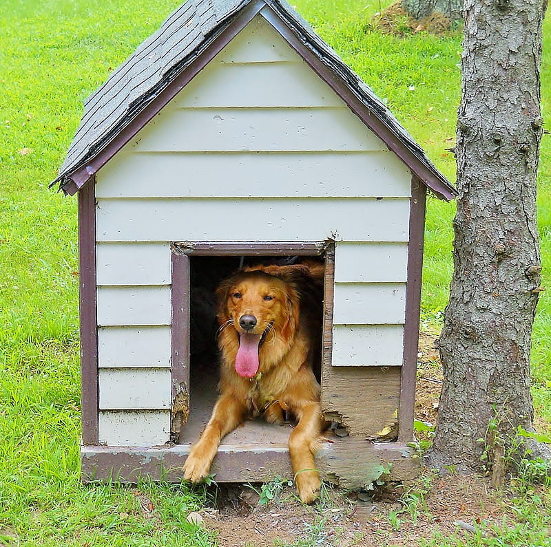 Jazzy in the dog house, retriever, jazzy boy, animal, dog, HD wallpaper