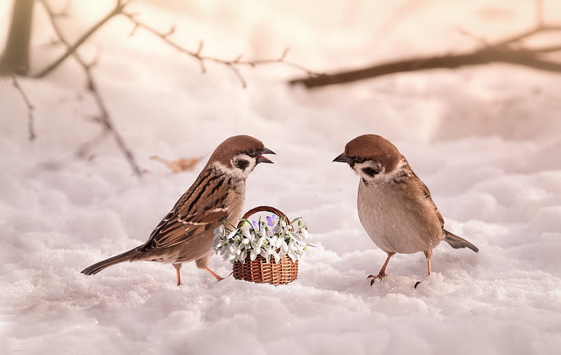 Birds, Sparrow, Basket, Bird, Flower, Snow, Snowdrop, HD wallpaper