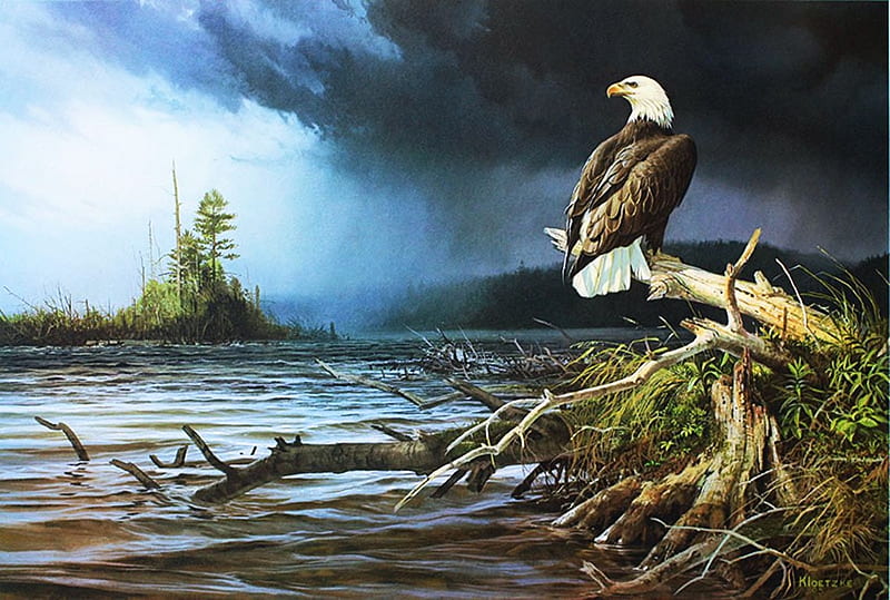 In the Shelter, bald eagle, painting, raptor, rain, clouds, storm, lake, artwork, HD wallpaper