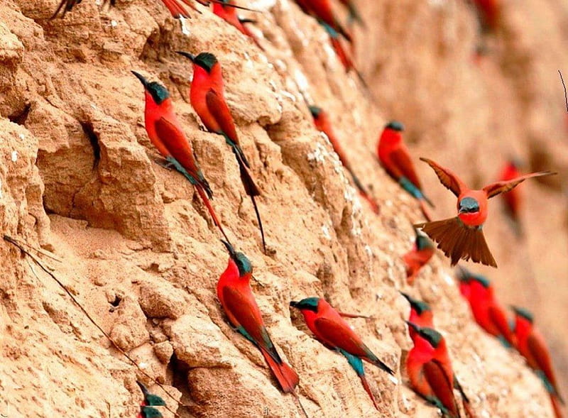 Birds of a Feather, birds, cliff, colorful birds, many, HD wallpaper