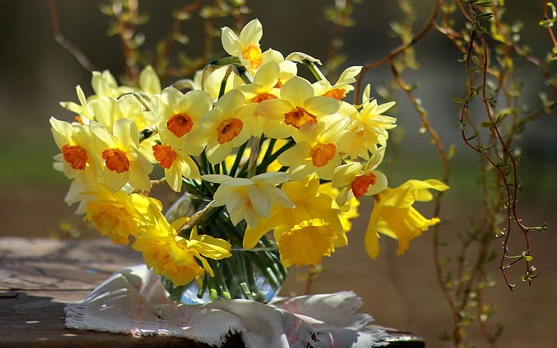 Daffodils, flowers, yellow, spring, HD wallpaper