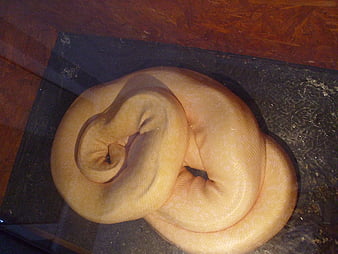 python jaune, python, graphie, reptiles, animaux, Fond d'écran HD
