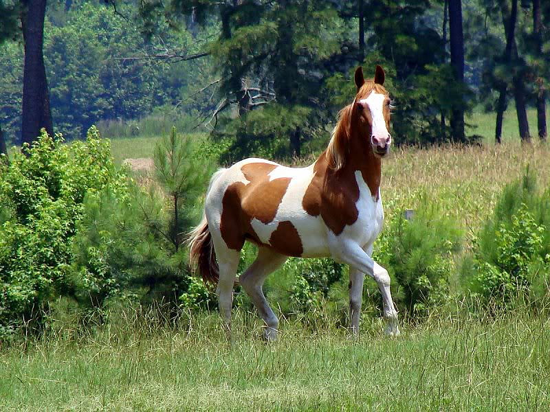I'm just Trotting Around, bushes, trees, horse, grass, HD wallpaper